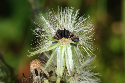 Meadow Hawkweed reference