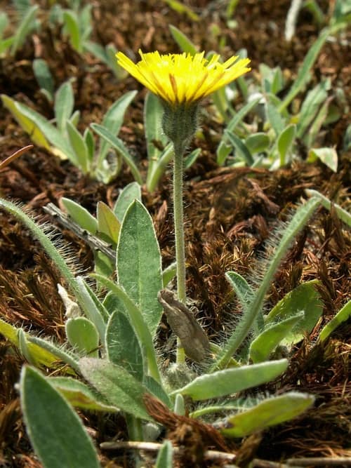 Mouse-Ear Hawkweed reference