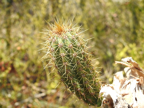 Key Tree Cactus reference