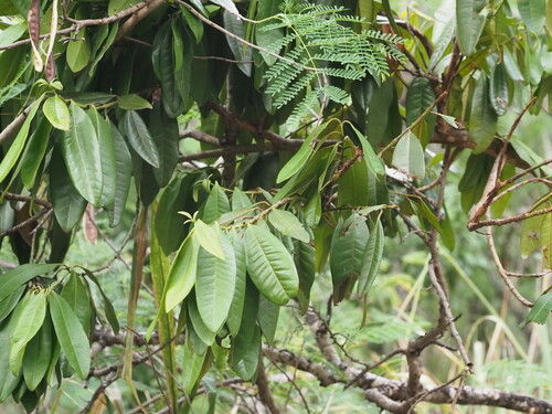 Allspice reference