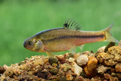 Fathead Minnow reference