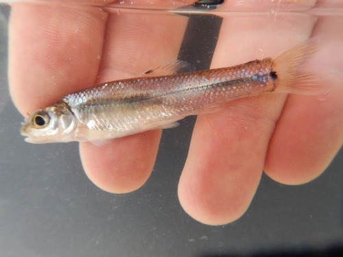 Bullhead Minnow reference