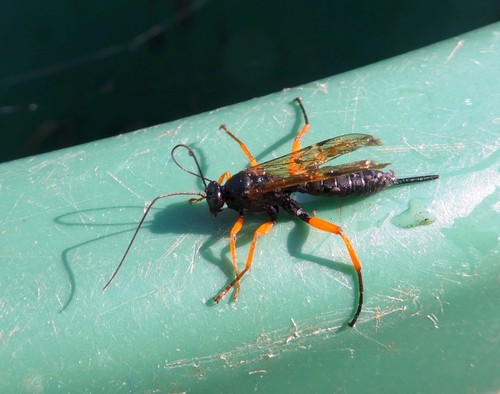 Black-and-Red Ichneumon reference