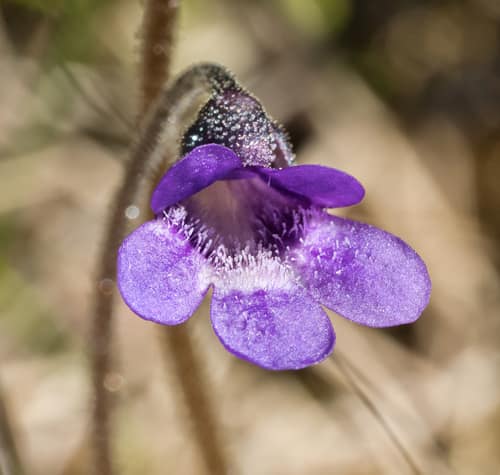 Common Butterwort reference