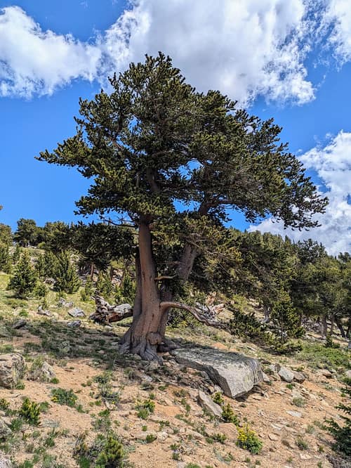 Rocky Mountain Bristlecone Pine reference