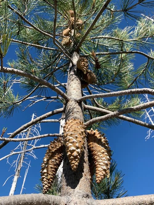 Knobcone Pine reference