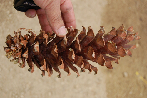 Mexican White Pine reference