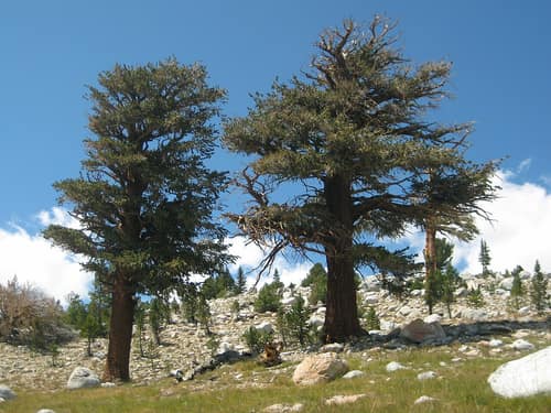 Foxtail Pine reference