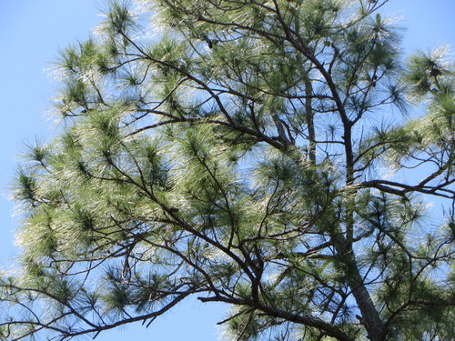 Caribbean Pine reference