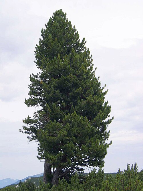 Swiss Pine reference