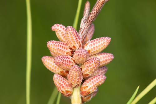 Sand Pine reference