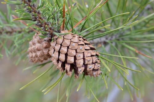 Lodgepole Pine reference