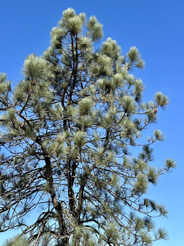 Coulter Pine reference
