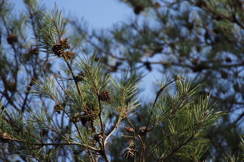 Japanese Red Pine reference