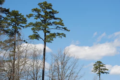 Shortleaf Pine reference