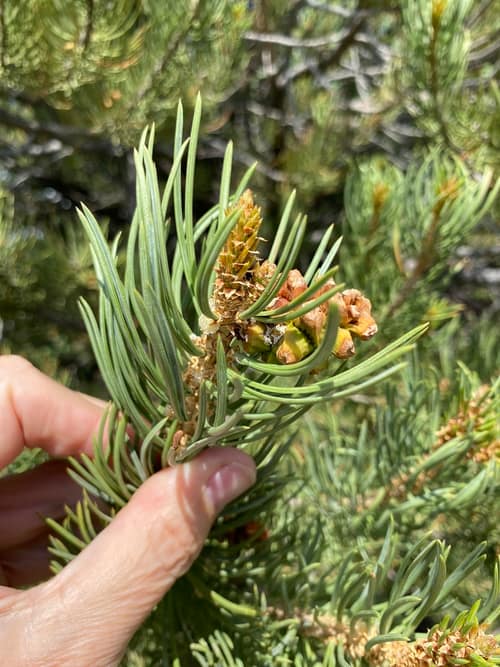 Colorado Pinyon reference