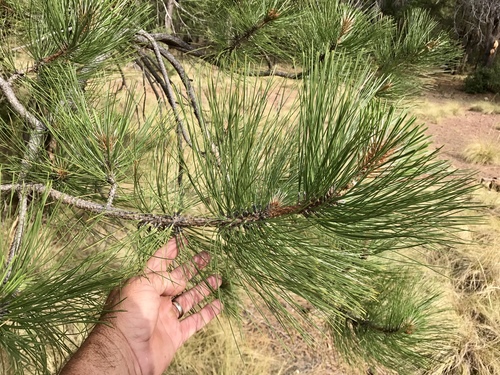 Apache Pine reference