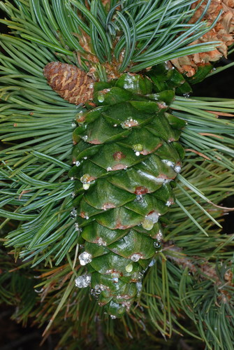 Limber Pine reference