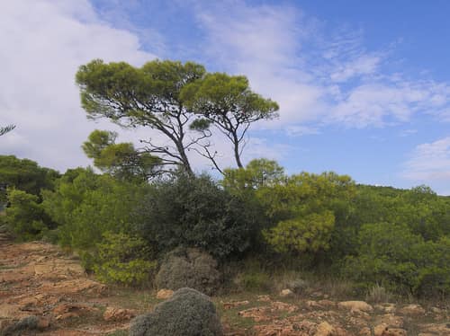 Aleppo Pine reference