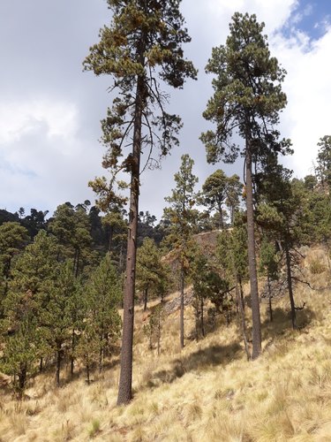 Hartweg's Pine reference
