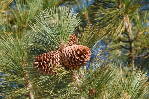 Jeffrey Pine reference