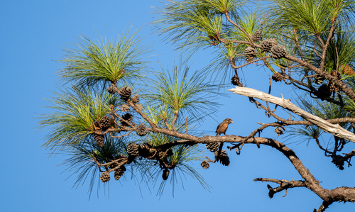 Khasi Pine reference