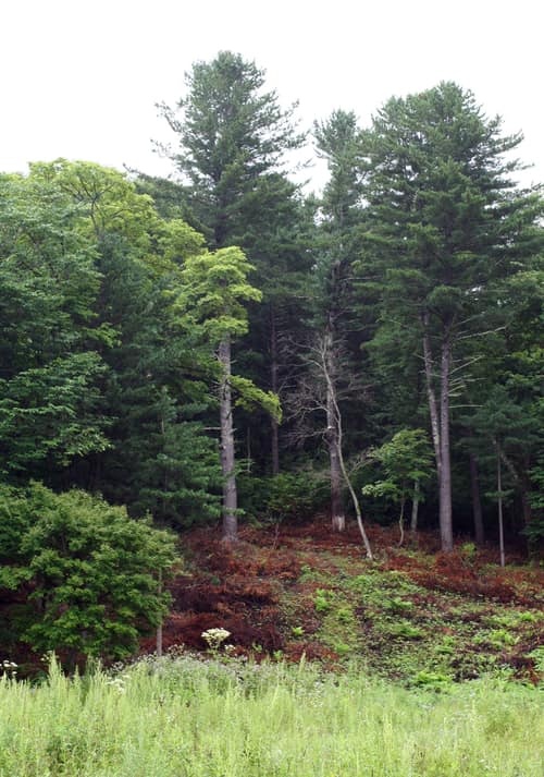 Korean Pine reference