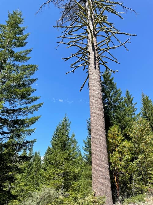 Sugar Pine reference