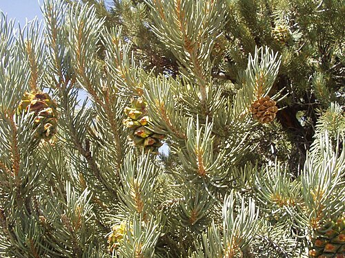 Single-Leaf Pinyon reference