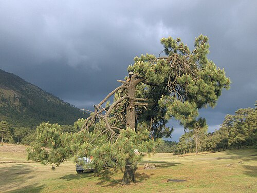 Montezuma Pine reference