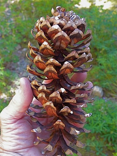 Western White Pine reference