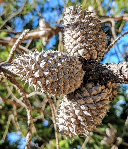 Bishop Pine reference