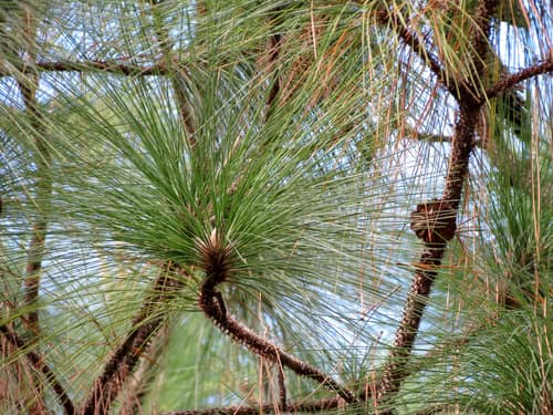 Longleaf Pine reference