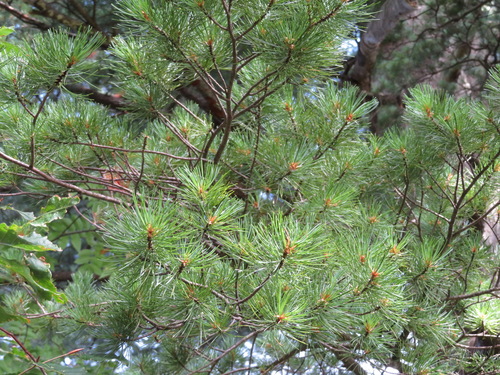 Japanese White Pine reference