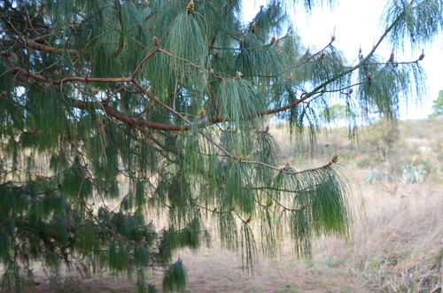 Mexican Weeping Pine reference