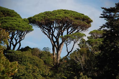 Stone Pine reference