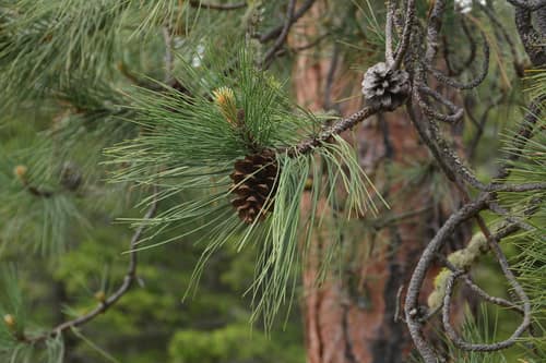 Ponderosa Pine reference