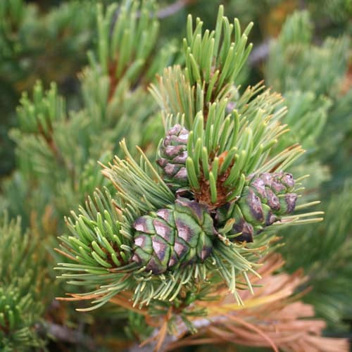 Siberian Dwarf Pine reference