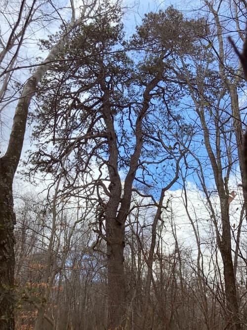Pitch Pine reference