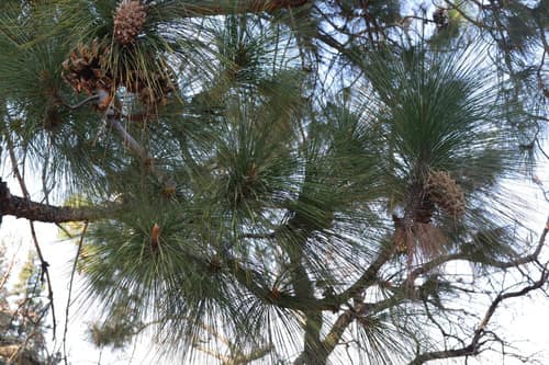Chir Pine reference