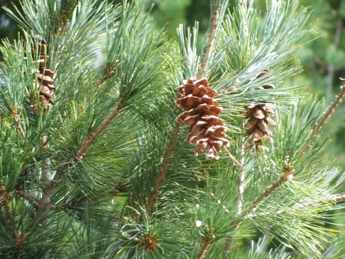 Eastern White Pine reference