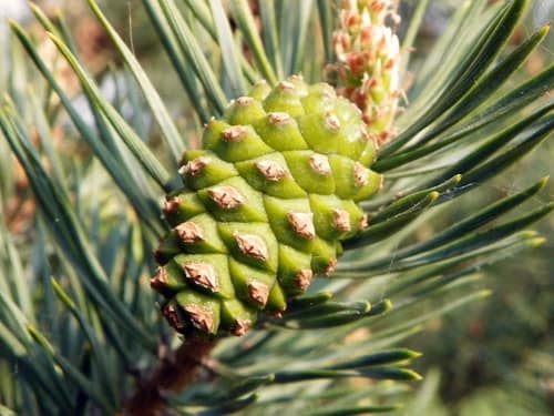 Scots Pine reference