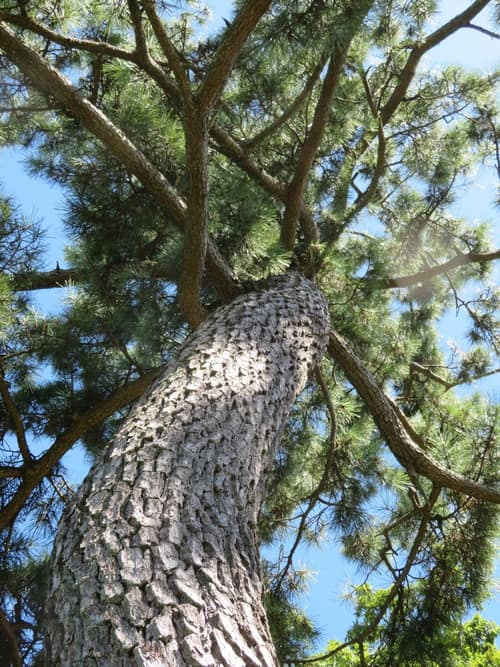 Japanese Black Pine reference