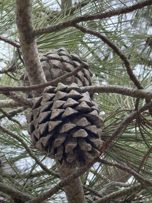 Torrey Pine reference