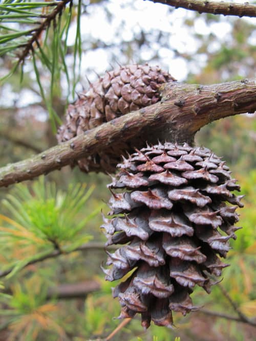 Virginia Pine reference