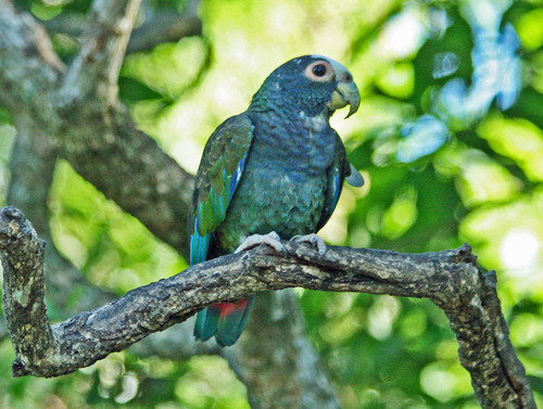 White-crowned Parrot reference