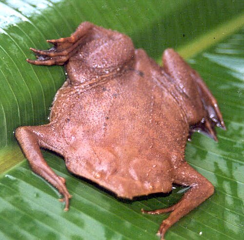 Surinam Toad reference