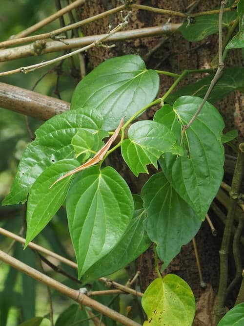 Betel Pepper reference