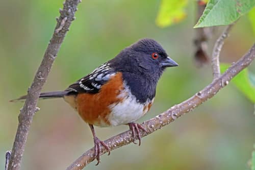 Spotted Towhee reference