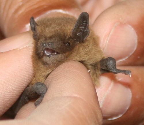 Nathusius's Pipistrelle reference